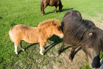 Fototapeta premium horse