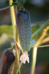 Bright Green Cucumber