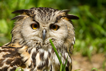 European Eagle Owl