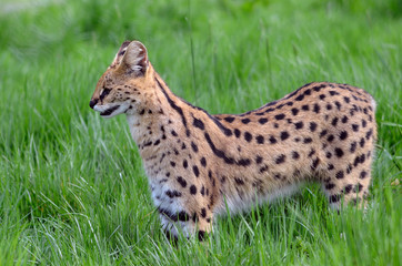 Serval vu de profil dans l'herbe haute