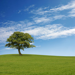 Fototapeta na wymiar A Lone Tree with Blue Sky and Grass