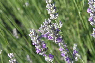brins de lavandes