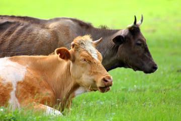 Fototapeta premium two cows resting on green meadow