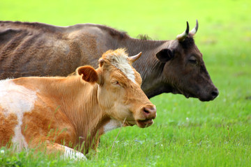 two cows resting on green meadow