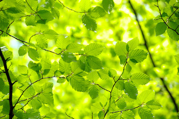 green leaves