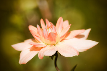 Dahlia. Seerose