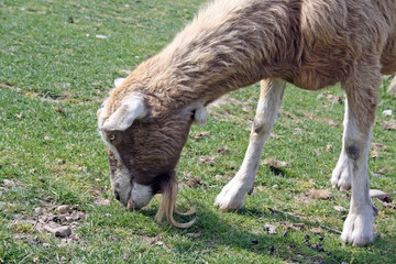 brown goat eating grass