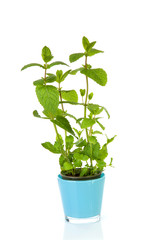 Fresh mint plant in blue pot over white background