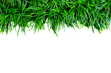 Isolated green grass on white background