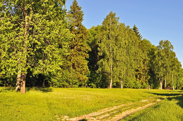 Forest edge and dirt road at sunset