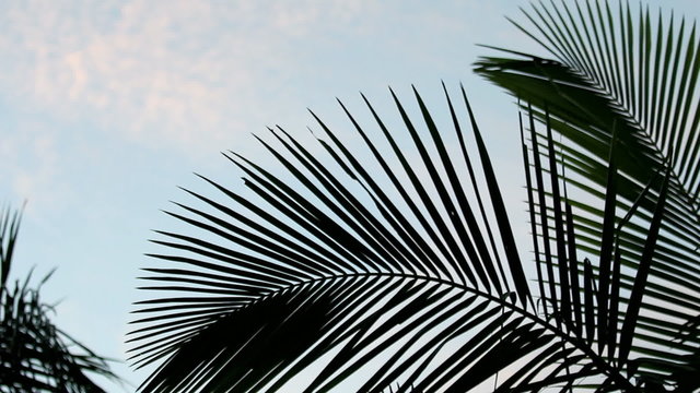 Gently Moving Palm Leaves with Moving Clouds