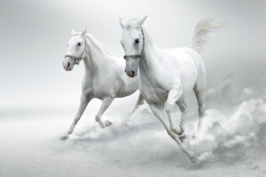 White horses © Mrkvica
