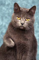 chat des chartreux de face patte levée