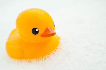 Fototapeta na wymiar plastic duck on foam