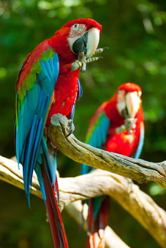 Two parrots (Ara Chloroptera)