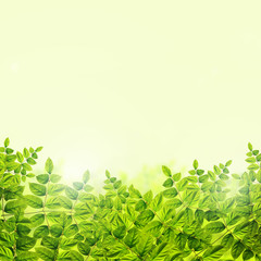 Fresh green leaves background