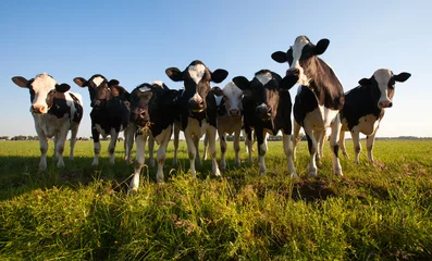 Foto auf Acrylglas Kuh Dutch cows