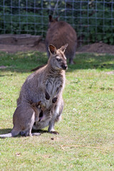 Naklejka premium male wallaby