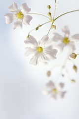 Naklejka na ściany i meble White little flowers