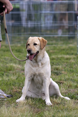 portrait of a female adult labrador