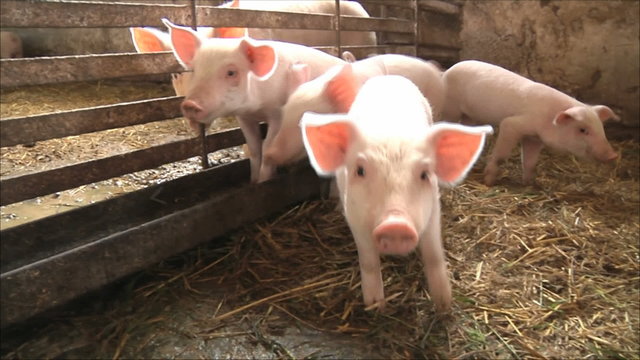 поросята на ферме