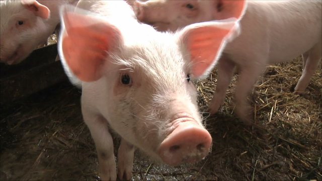 свиньи на ферме