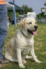 portrait of an adult male labrador