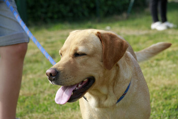 portrait of a female adult labrador