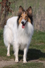 Langhaar Collie