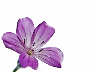 Fototapeta na wymiar Purple flower