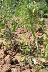 Plants de tomates