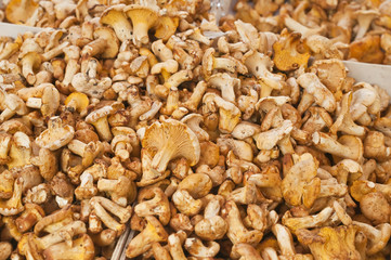 Pfifferling