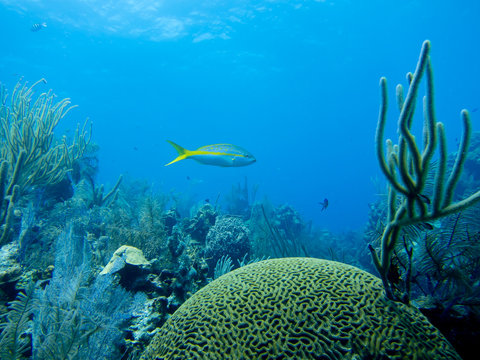 Fototapeta Coral Reef with Yellowtail Snapper