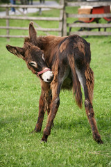 Poitou-Esel