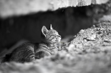 Small homeless kitten