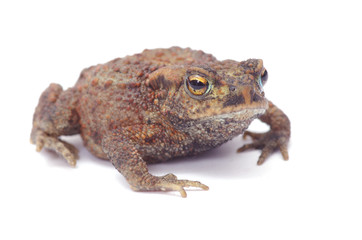 Fototapeta premium frog