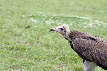 bird of prey - the vulture