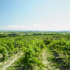 Fototapeta na wymiar vineyard, Unterretzbach, Austria