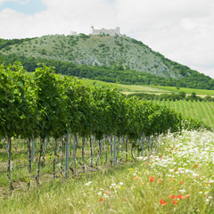 Fototapeta na wymiar ruins of Devicky castle with vineyard, Czech Republic