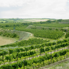 vineyards, Czech Republic