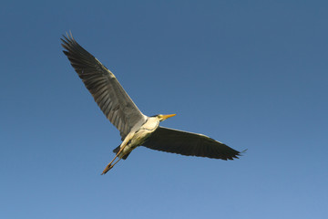 great grey heron in flight against the blue sky / Ardea cinerea