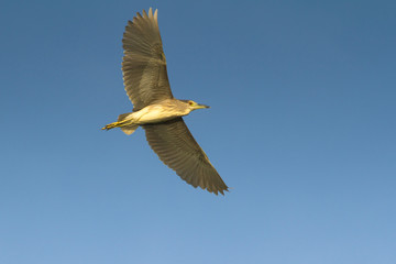 a juvenile of  night heron in flight  - Nycticorax nycticorax