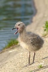 a juvenile of yellow legged-gull / Larus michahellis
