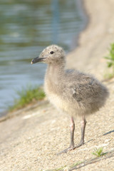 a juvenile of yellow legged-gull / Larus michahellis