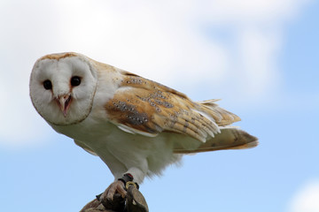 stunning white owl