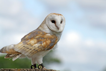 beautiful owl