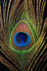 Obraz premium Detail of peacock feather eye