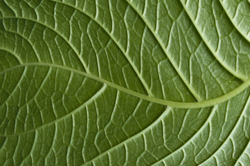 leaf texture