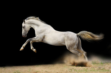 silver-white stallion on black - 32893439