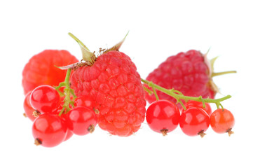 Framboises et groseilles bio